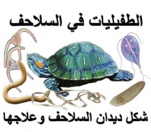 الطفيليات (الديدان) التي تعيش داخل السلاحف وأفضل طرق العلاج