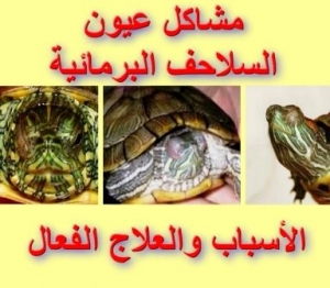مشاكل عيون السلاحف البرمائية: دليل شامل لحماية العيون 