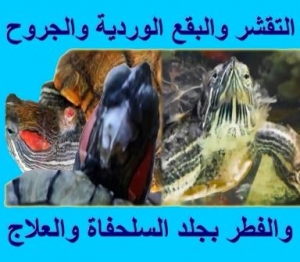 أسباب وعلاج تقشر الجلد والبقع الوردية والجروح والفطريات في جلد السلحفاة