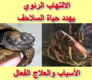 الالتهاب الرئوي يهدد حياة السلاحف: الأسباب والعلاج الفعال