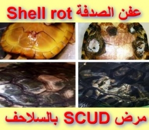 عفن الصدفة عند السلاحف: الأسباب، العلاج والوقاية