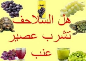 هل يمكن أن تشرب السلحفاة عصير العنب؟ الحقيقة الكاملة وتحذيرات هامة