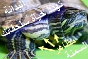 هل زيادة وزن السلحفاة يهدد حياتها؟ إليك ما يجب أن تعرفه!