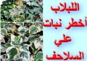 احذر: اللبلاب من أخطر النباتات على السلاحف وهذه أنواعه السامة