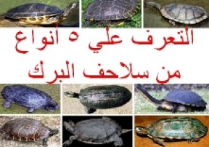 اكتشف المزيد من كنوز البرك: دليل مصور لرعاية خمس سلاحف مائية فريدة