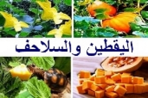 هل السلاحف تأكل يقطين؟ الفوائد والأضرار وطريقة التقديم الآمنة