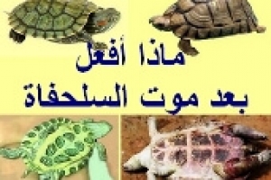 ماذا أفعل بعد موت السلحفاة؟