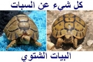 البيات الشتوي عند السلاحف وهل كل الأنواع تمارسه؟
