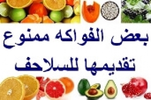 فواكه ممنوع تأكلها السلاحف