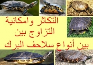 التكاثر وإمكانية التزاوج بين أنواع سلاحف البرك