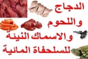 اللحوم والدجاج والأسماك النيئة كطعام للسلاحف المائية