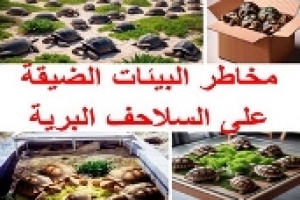 مخاطر البيئات الضيقة على السلاحف البرية