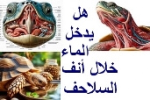 هل يمكن أن تشرب السلاحف عن طريق الأنف