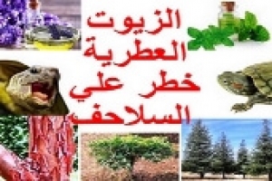 هل الزيوت العطرية آمنة حول السلاحف؟ تعرف على تأثيرها ومخاطرها 
