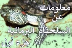 أهم المعلومات عن السلاحف البرمائية – جزء أول