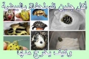 ماذا يأكل جنين السلحفاة بالبيضة وكيف يخرج منها وماذا نفعل بعد الفقس 