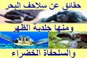 معلومات عن السلاحف البحرية 