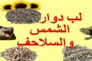 هل يمكن أن تأكل السلحفاة لب عباد الشمس؟ فوائد أم مخاطر؟