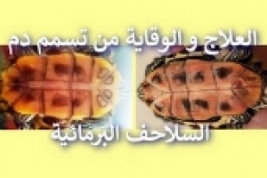  إنتان الدم عند السلاحف البرمائية: أهم طرق العلاج والوقاية
