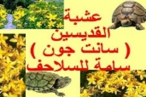 عشبة القديسين او نبتة سانت جون سامة للسلاحف