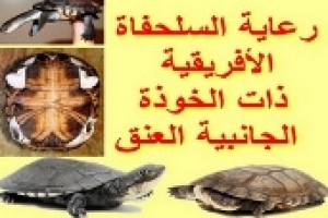 كيفية رعاية السلحفاة الأفريقية ذات الخوذة 